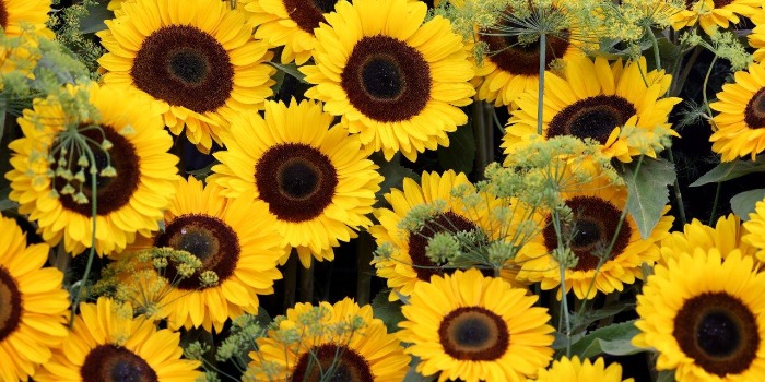 Southport Flower Show